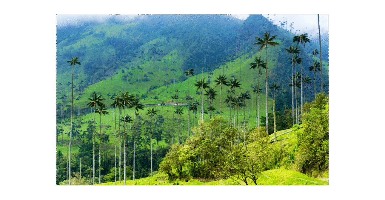 Hike to Valle del Cocora (Salento, Quindío)