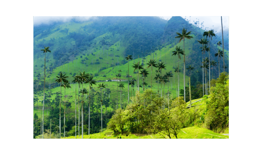 Hike to Valle del Cocora (Salento, Quindío)