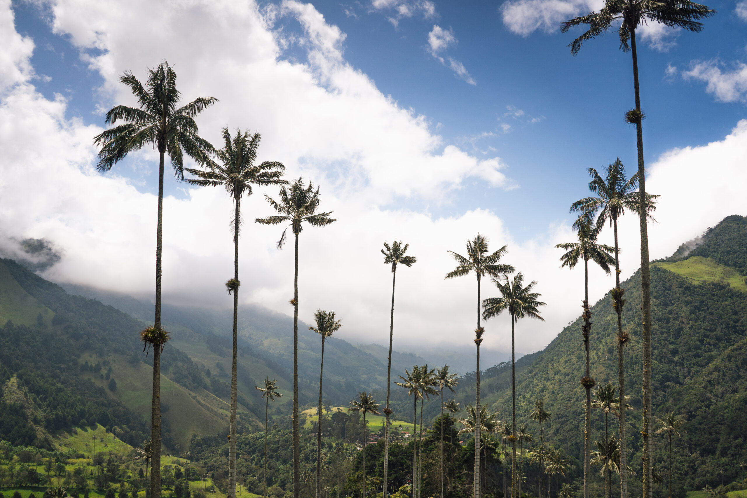 Highest Coconut Palm Trees in Salento, Disney Village in Colombia. Eje cafetero cycling