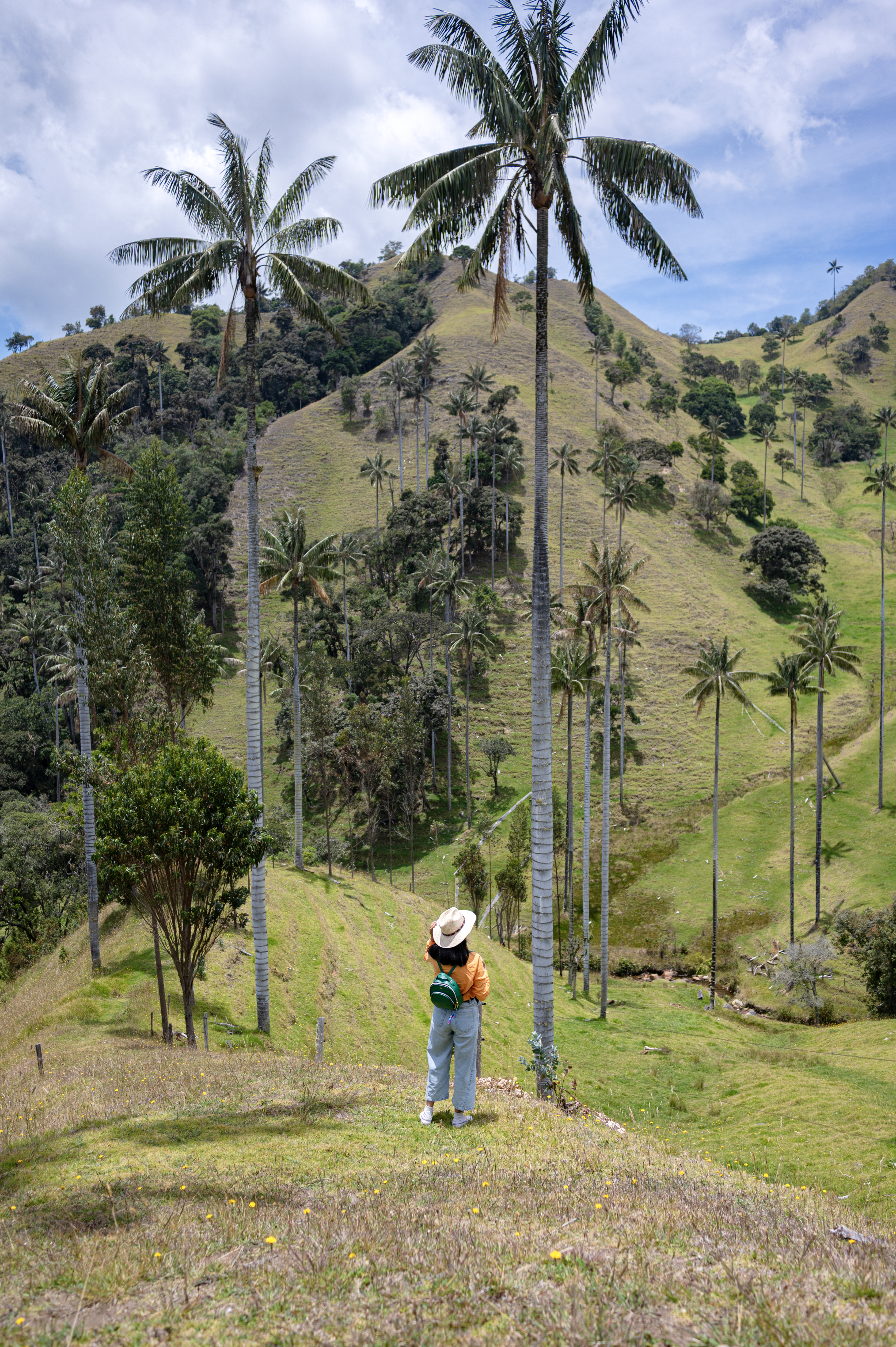 Woman in a wax palm forest landscape in Colombia, Cocora