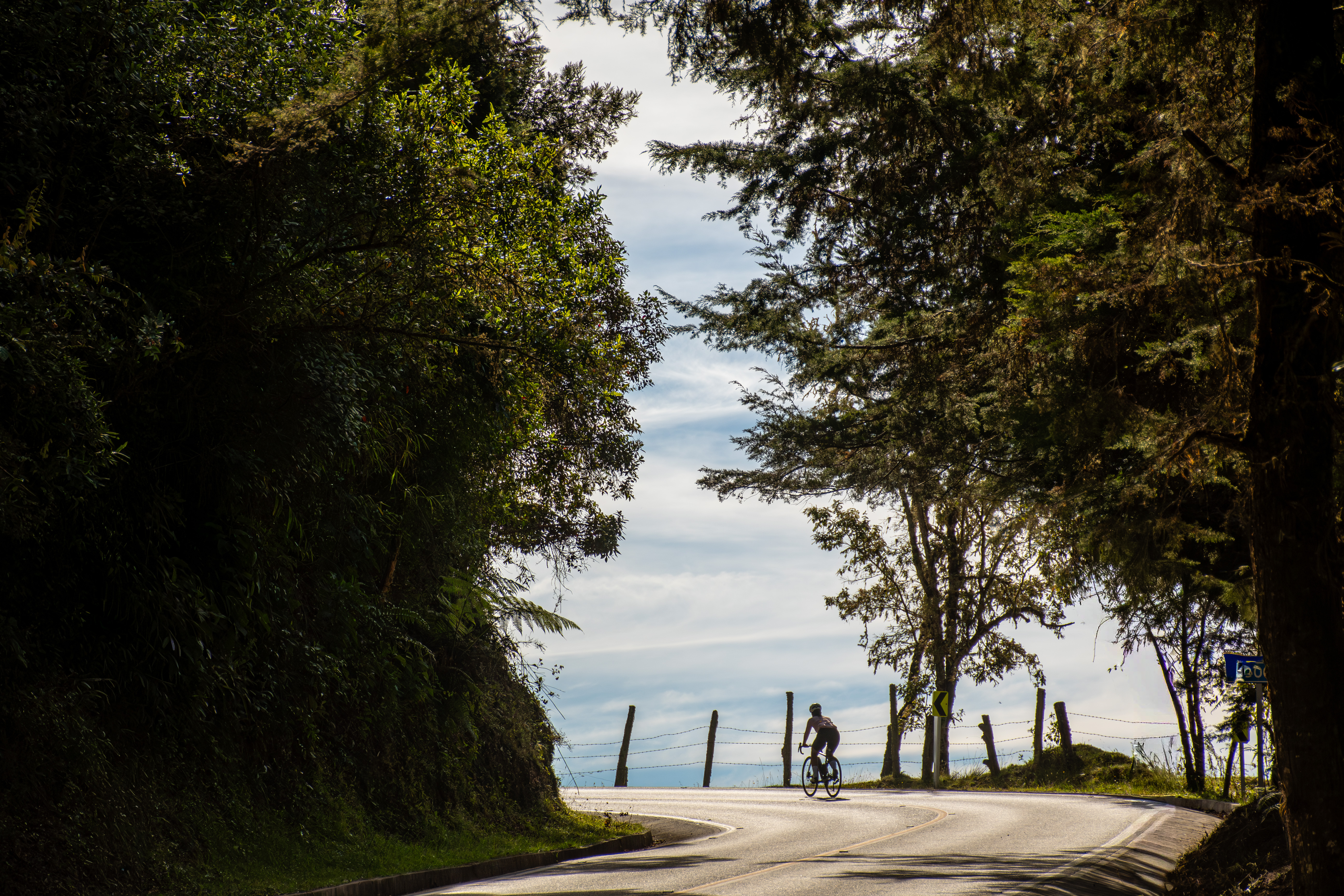 Silhouette of a cyclist riding along a quiet, tree-lined paved road on a women's bike tour in Colombia.